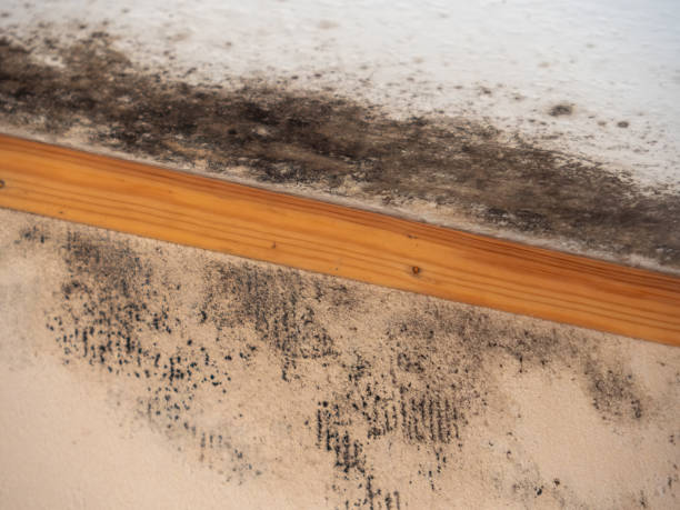 Asbestos and Lead Testing During Mold Inspection in Shamokin, PA